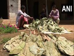 
      
      'No buyers for tendu leaves,' say tribals in West Midnapore 
      
      