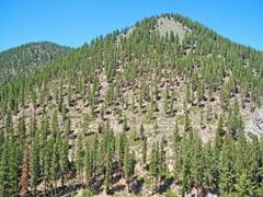 
      
      Earth has ample space to plant trees, save climate: Study 
      
      