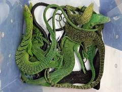 
      
      Chennai: Exotic species of juvenile pythons, lizards seized...
      
      