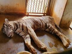 
      
      Odisha: White tiger 'Subhranshu' dies at Nandankanan...
      
      