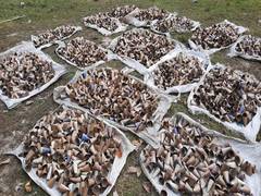 
      
      WB: Rains hit firecracker manufacturing in Siliguri
      
      