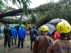 
      
      Over century-old trees dashed in Almora
      
      