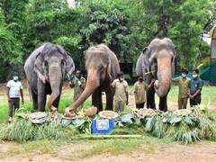 
      
      Elephants enjoy buffet of cakes, fruits, vegetables on World...
      
      