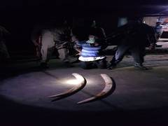 
      
      Assam: Man arrested for possession of suspected elephant...
      
      