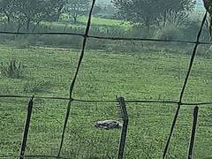 
      
      Pak intruder killed by BSF along international border in Jammu
      
      