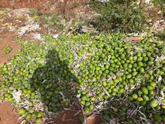 
      
      Karnataka: Farmers dump tonnes of mangoes on roadside as...
      
      