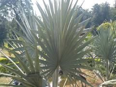
      
      First Palmetum of Uttarakhand inaugurated in Haldwani
      
      