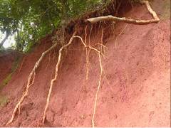 
      
      Karnataka: Landslide threat looms in Western Ghats due to...
      
      
