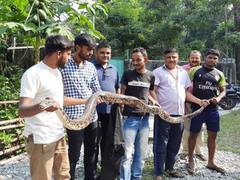 
      
      West Bengal: 10ft-long Burmese python rescued by forest...
      
      