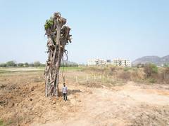 
      
      70-year-old Banyan tree, uprooted due to rains, replanted in...
      
      