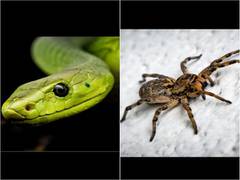 
      
      Scared of spiders and snakes? Being connected to nature can...
      
      