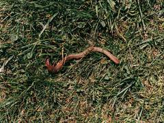 
      
      Study finds how worms make decisions 
      
      