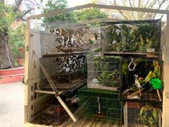 
      
      Delhi Police raids illegal bird market, more than 1000 birds resc
      
      