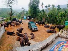 
      
      Meghalaya: BSF seize 45 cattle along India-Bangladesh border
      
      