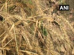 
    New modified wheat variety could help tackle global food shortage
    