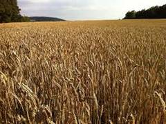 
      
      Govt announces formula for fixing MSP for paddy and wheat
      
      