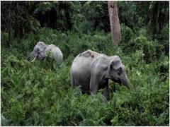
      
      Ending wildlife trade will protect the environment; reduce...
      
      