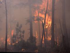 
      
      California wildfire destroys over 14,000 acres land
      
      