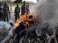 
      
      China illegally trafficking wildlife from Africa
      
      