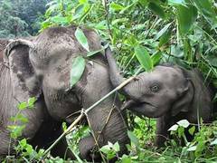 
      
      Over 200 Elephants in India Kept in Severely Inadequate...
      
      