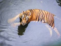 
      
      On World Tiger Day, World Animal Protection urges tourists to...
      
      