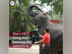 
      
      World Animal Protection welcomes corporates embracing...
      
      