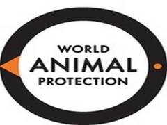
      
      India ranks better in Animal Protection Index 2020, but still...
      
      