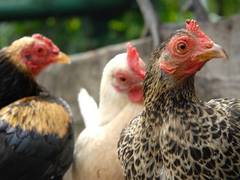 
      
      World Day for Farmed Animals celebrated across Asia
      
      