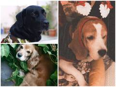 
    As winter intensifies, pet owners get trendy, warm clothes for their companions 
    