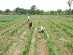 
      
      Farmers in Delhi's Yamuna Khadar face many problems amid lockdown
      
      