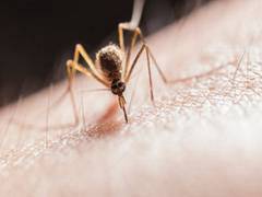 
      
      At least 25 killed in Ghana's yellow fever outbreak
      
      