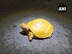 
      
      Locals rescue rare yellow turtle in Odisha's Balasore
      
      