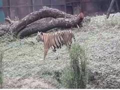 
      
      State Bank of India adopts 15 tigers at Hyderabad zoo
      
      