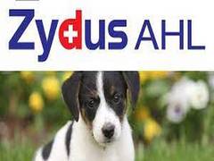 
      
      Zydus Cadila to sell one animal health business for Rs 2,921 crore
      
      