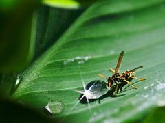 
      
      Paper wasps create an abstract concept of 'same' and 'different'
      
      