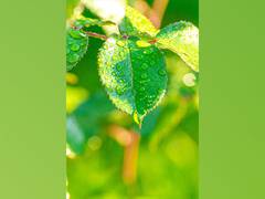 
    Food can be produced without sunlight via artificial photosynthes
    