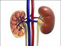 
      
      Lipid droplets help protect kidney cells from damage: Study
      
      