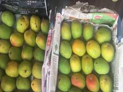 
      
      Maharashtra: Devgad's Alphonso mangoes arrive in Nashik market
      
      