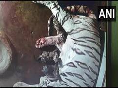 
      
      White tigress Bijaya gives birth to three cubs in Odisha's...
      
      