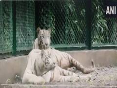 
      
      Karnataka Zoo gets tigress, ostrich from Chennai Zoo
      
      