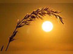 
      
      China renews yellow alert for high temperatures
      
      