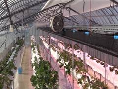 
      
      Panasonic introduces agricultural technology in Japan
      
      