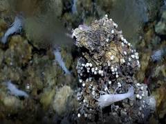 
      
      Simulating early ocean vents shows life's building blocks...
      
      