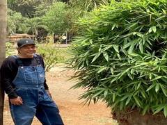 
      
      Dharmendra showcases his love for bamboo amid quarantine
      
      