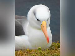 
      
      Study confirms plastics threat to south pacific seabirds
      
      