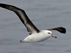 
      
      Rise in sea temperature affect Albatross survival
      
      