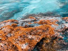 
      
      Lichens in danger of losing evolutionary race with climate...
      
      