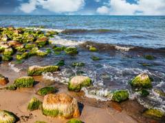 
      
      Study suggests how algae in global ocean might get impacted...
      
      