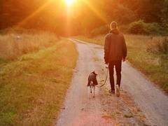 
    Dogs will try to rescue people in distress, even without training
    