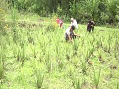 
      
      Udhampur farmers switch to aloe vera to thwart monkeys,...
      
      